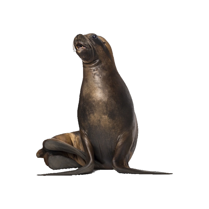 Harbor Seal Transparent Clipart