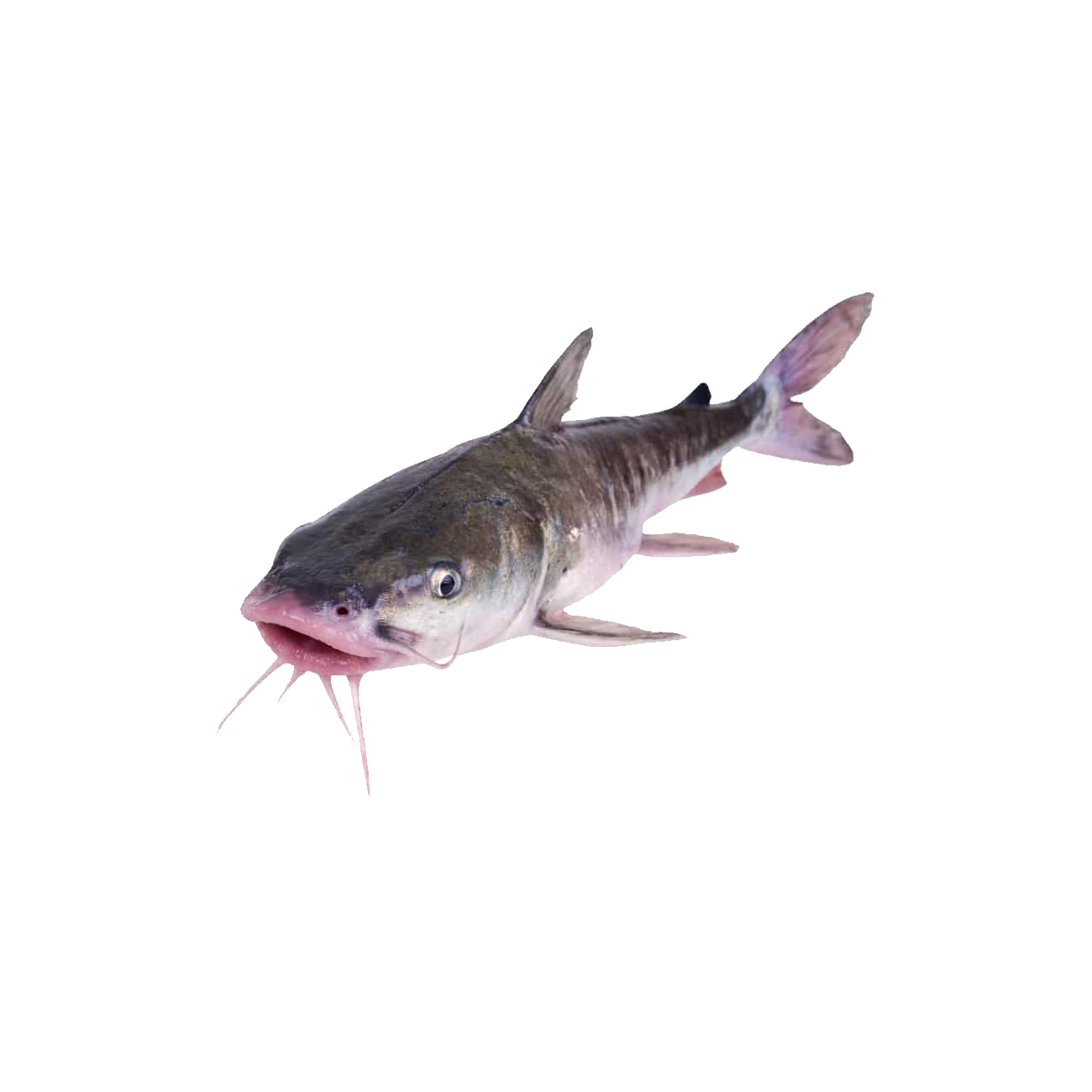 Hardhead Catfish Transparent Image