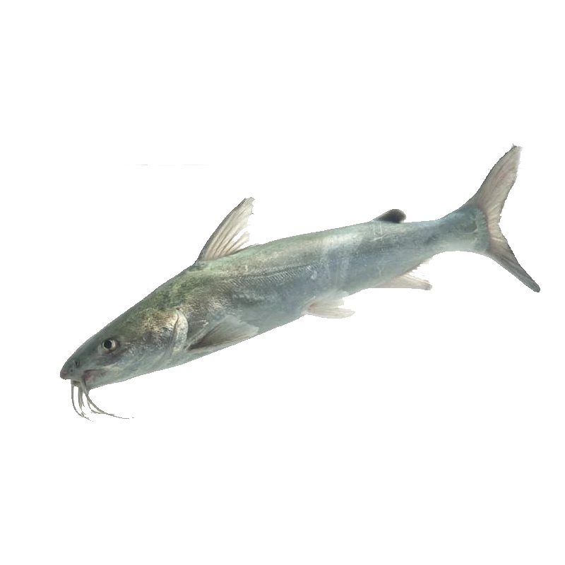 Hardhead Catfish Transparent Photo