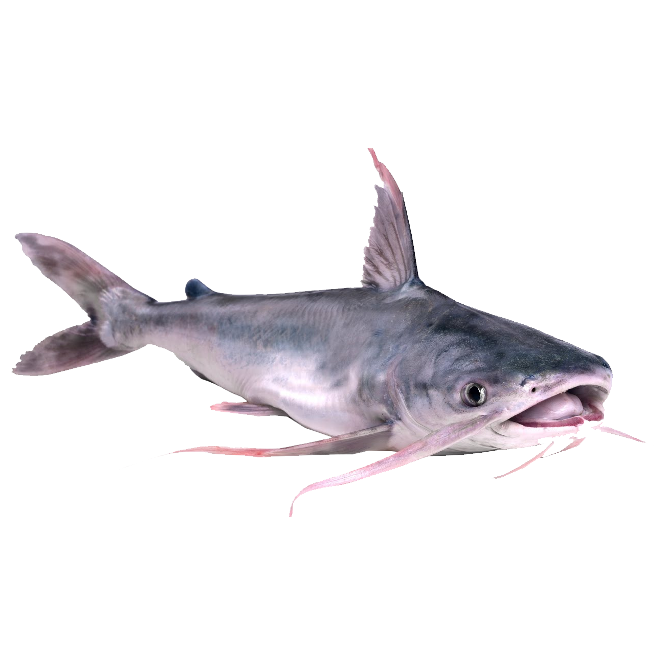 Hardhead Catfish Transparent Picture