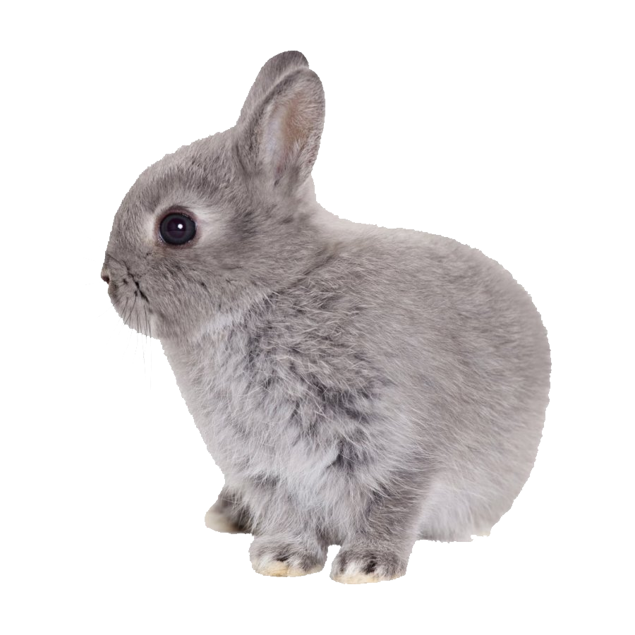 Hare Transparent Gallery