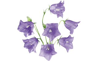 Harebells PNG