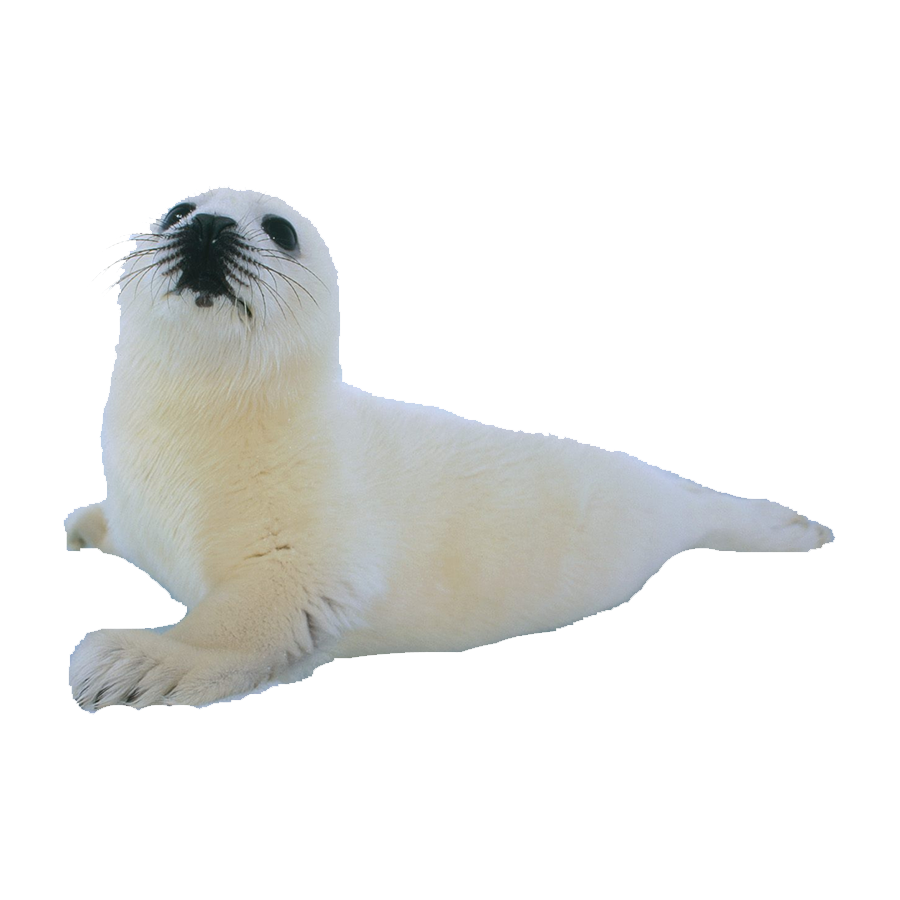 Harp Seal Transparent Image