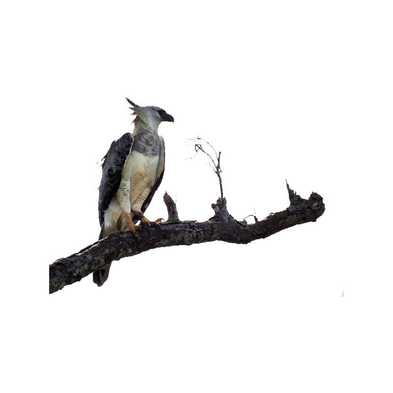 Harpy Eagle Transparent Picture