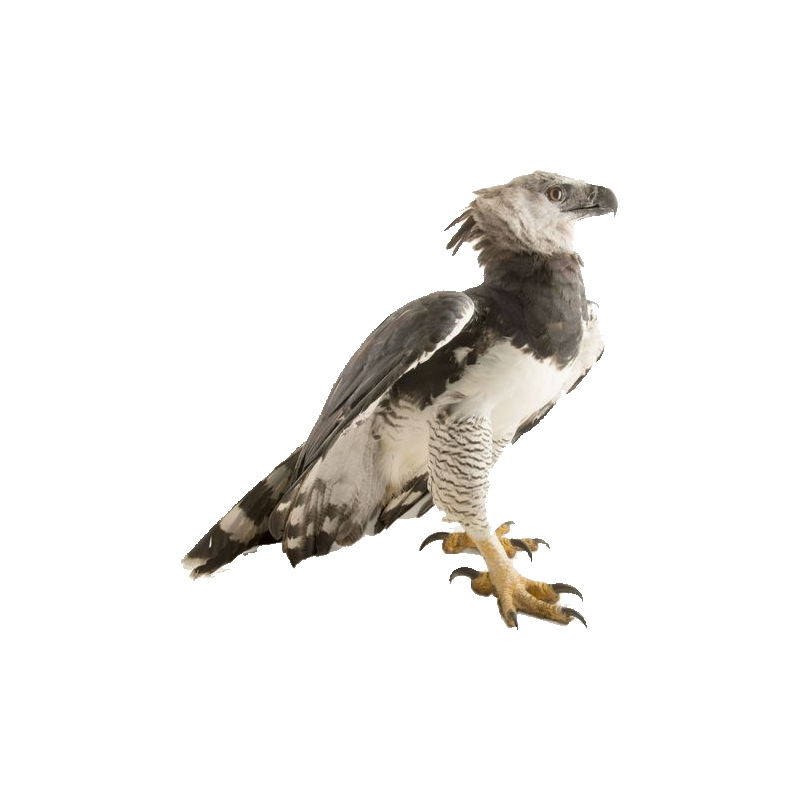 Harpy Eagle Transparent Gallery