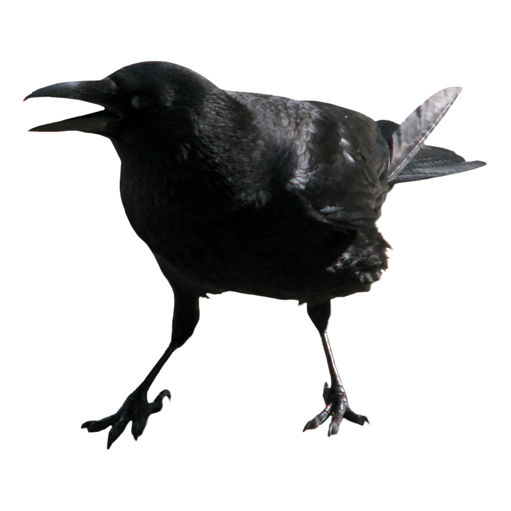 Hawaiian Crow Transparent Image