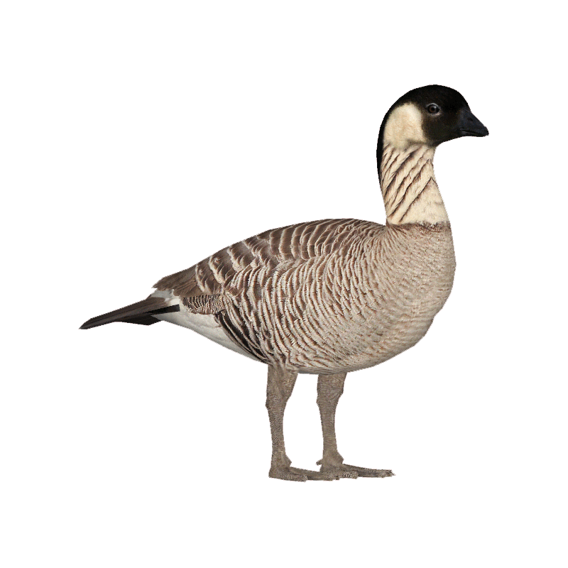 Hawaiian Goose Transparent Image