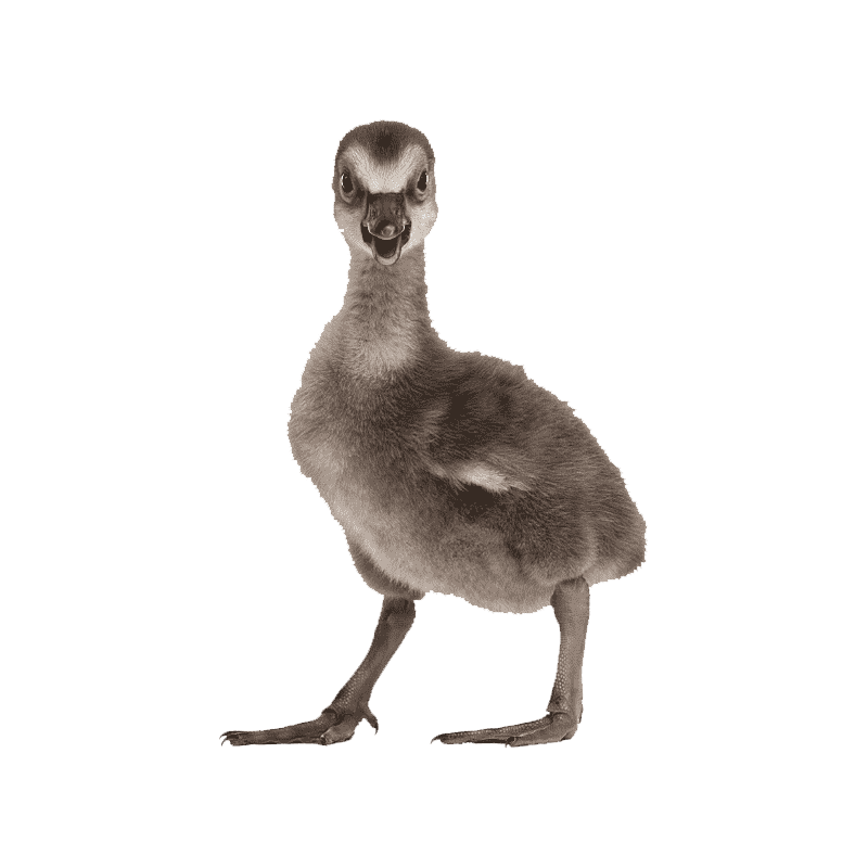 Hawaiian Goose Transparent Clipart