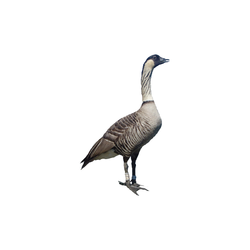 Hawaiian Goose Transparent Gallery