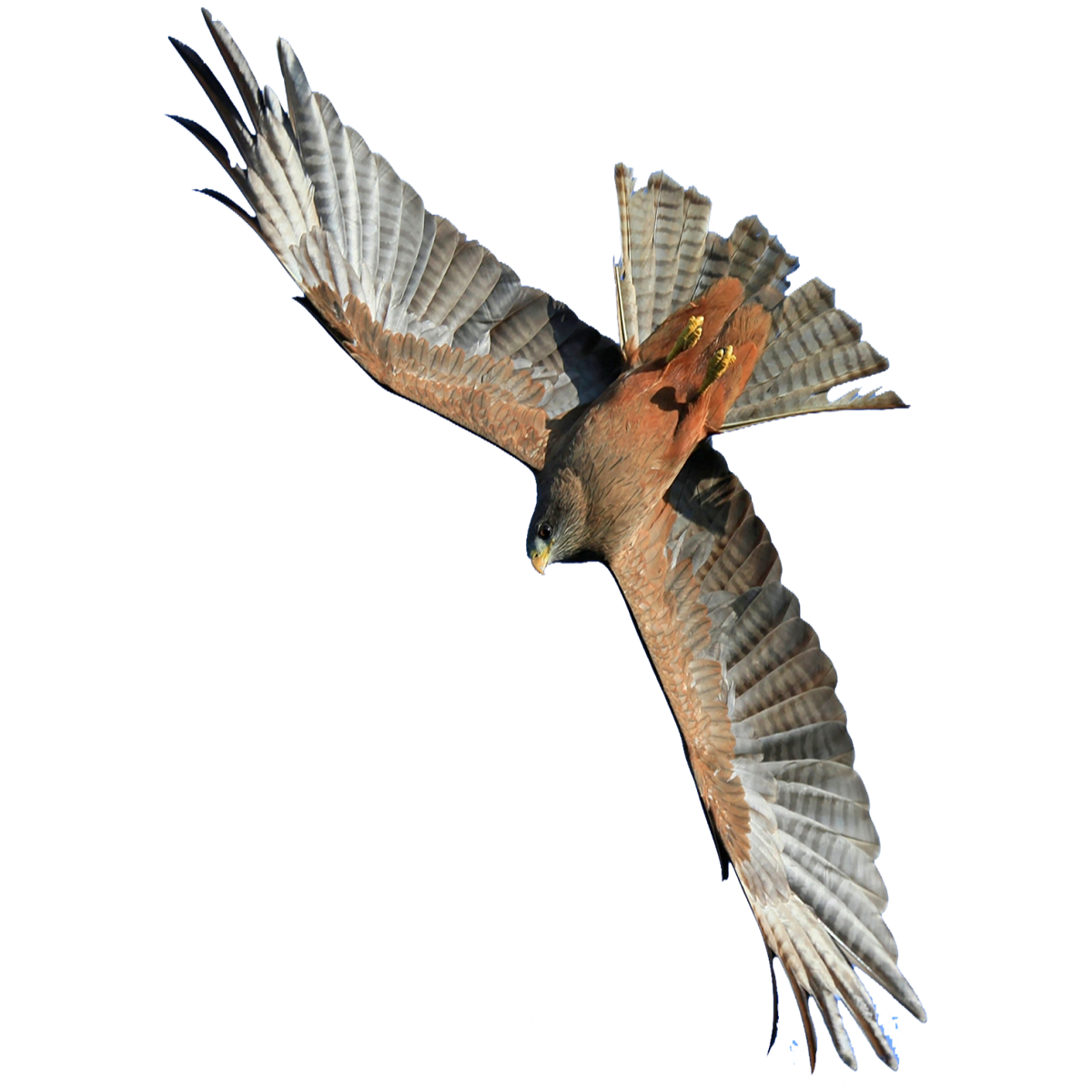 Hawk Transparent Photo