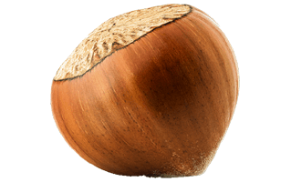 Hazelnut Fruit PNG