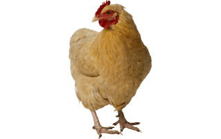 Hen PNG