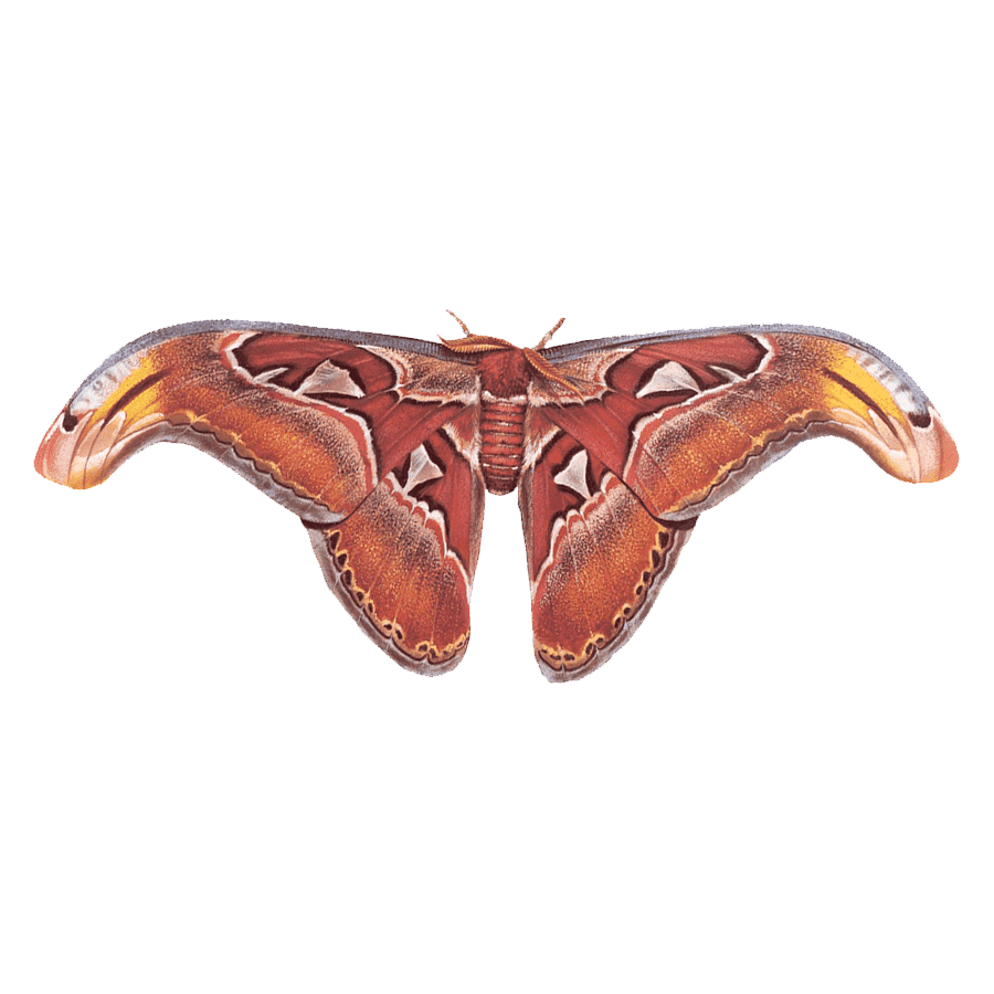 Hercules Moth Transparent Picture