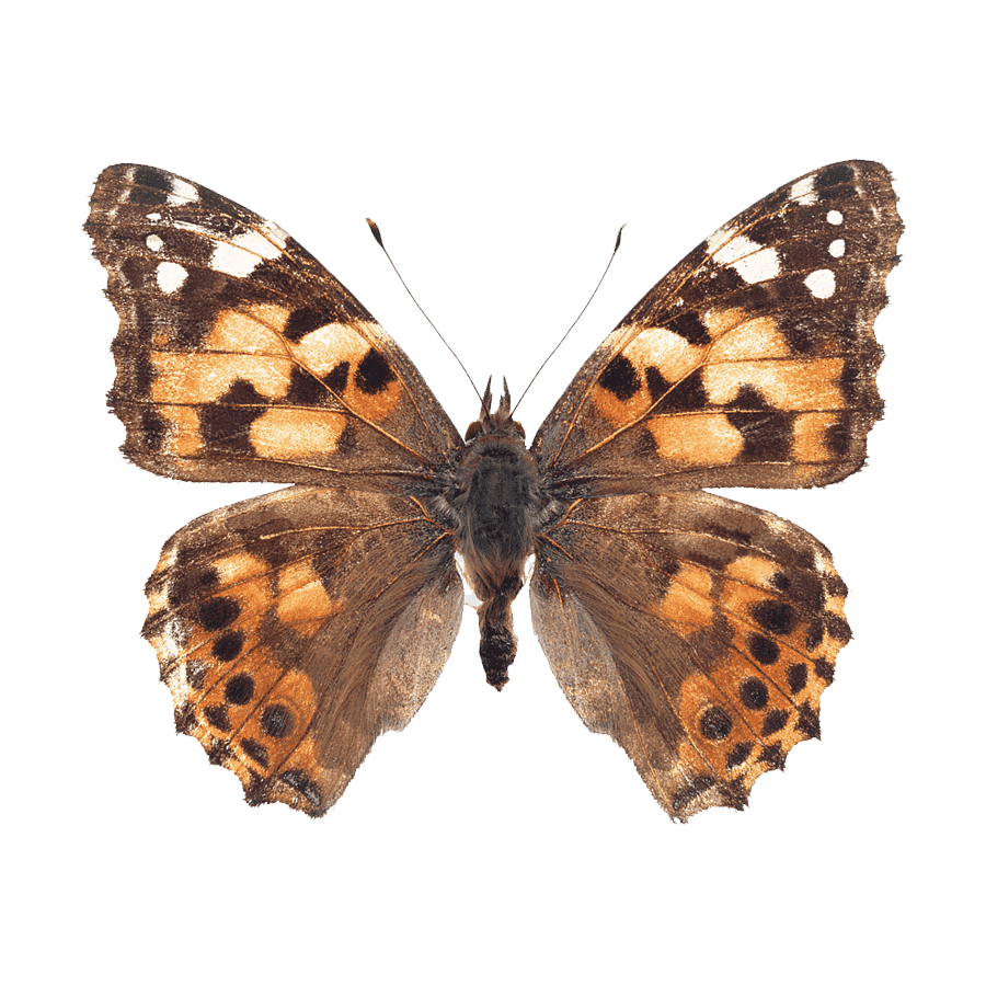 Hercules Moth Transparent Clipart