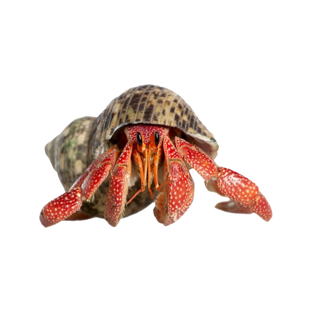 Hermit Crab Transparent Photo