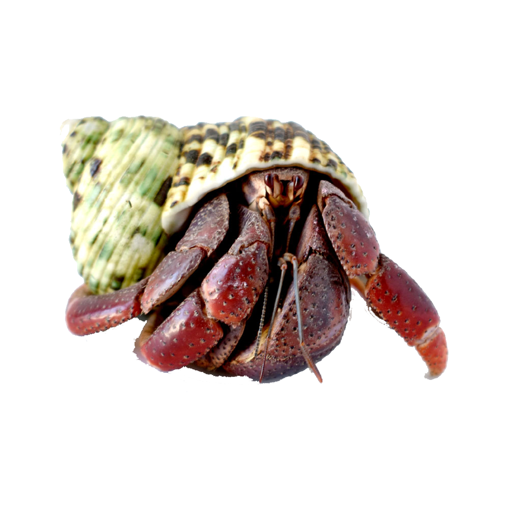 Hermit Crab Transparent Clipart