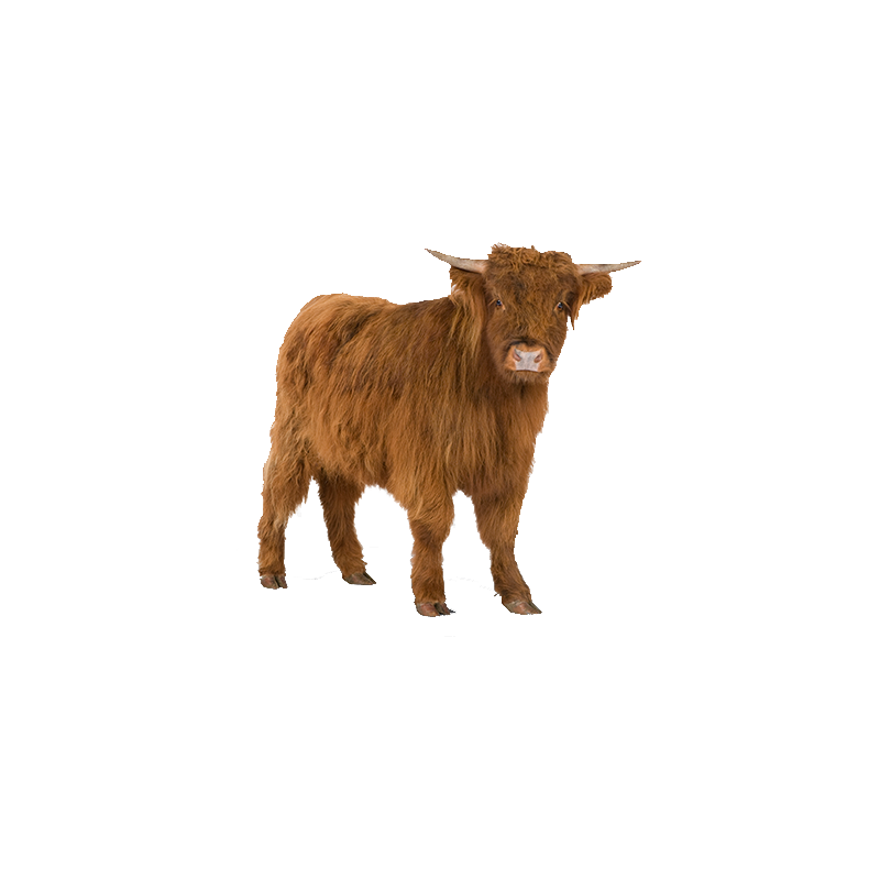 Highland Cattle Transparent Image