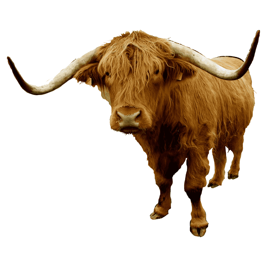 Highland Cattle Transparent Photo
