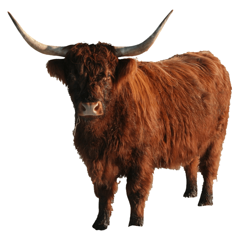Highland Cattle Transparent Picture