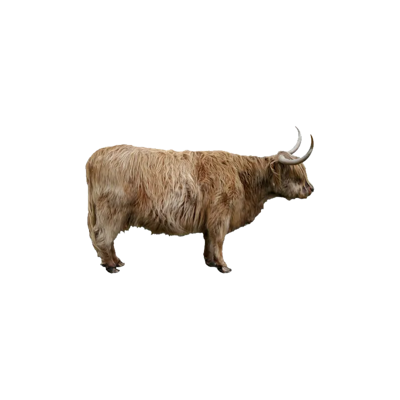 Highland Cattle Transparent Clipart