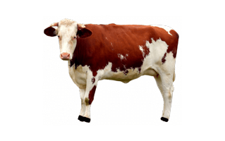 Highland Cow PNG