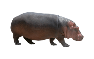 Hippo PNG