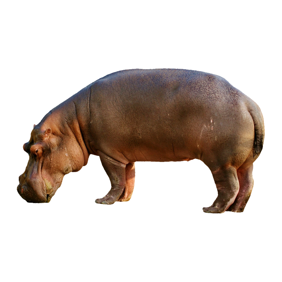 Hippopotamus Transparent Image