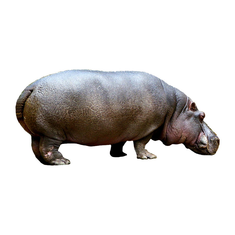 Hippopotamus Transparent Photo