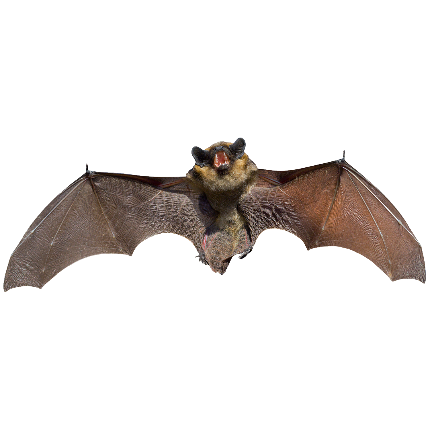 Hoary Bat Transparent Photo