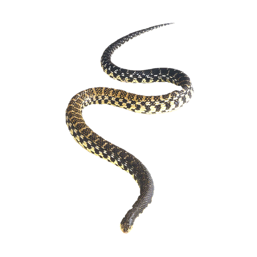 Hognose Snake Transparent Image
