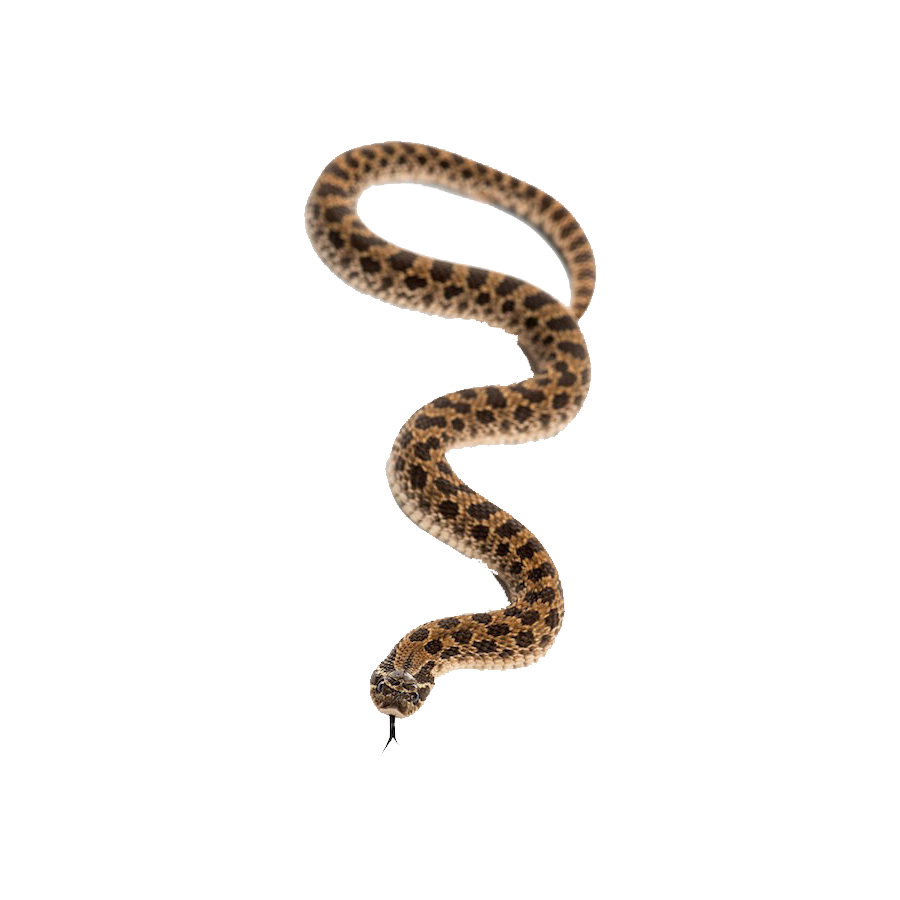Hognose Snake Transparent Picture