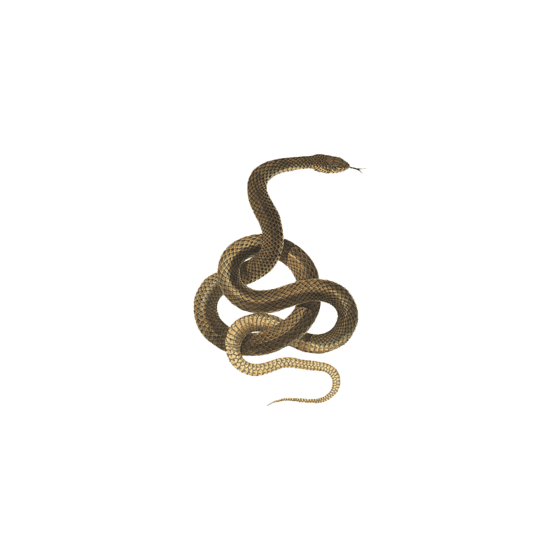 Hognose Snake Transparent Clipart
