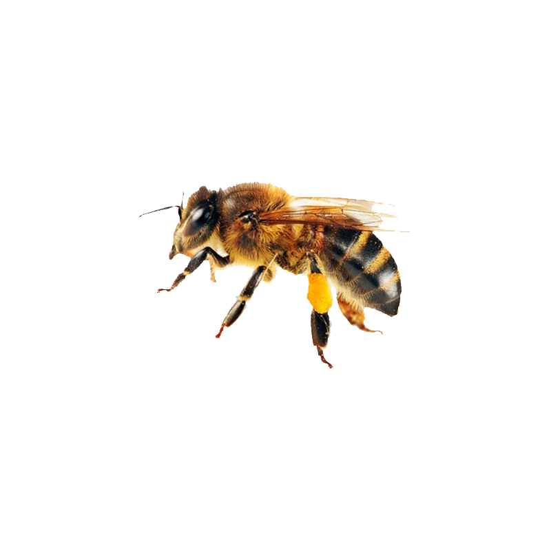 Honey Bee Transparent Image