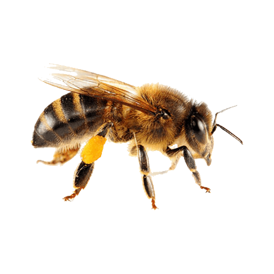 Honey Bee Transparent Photo