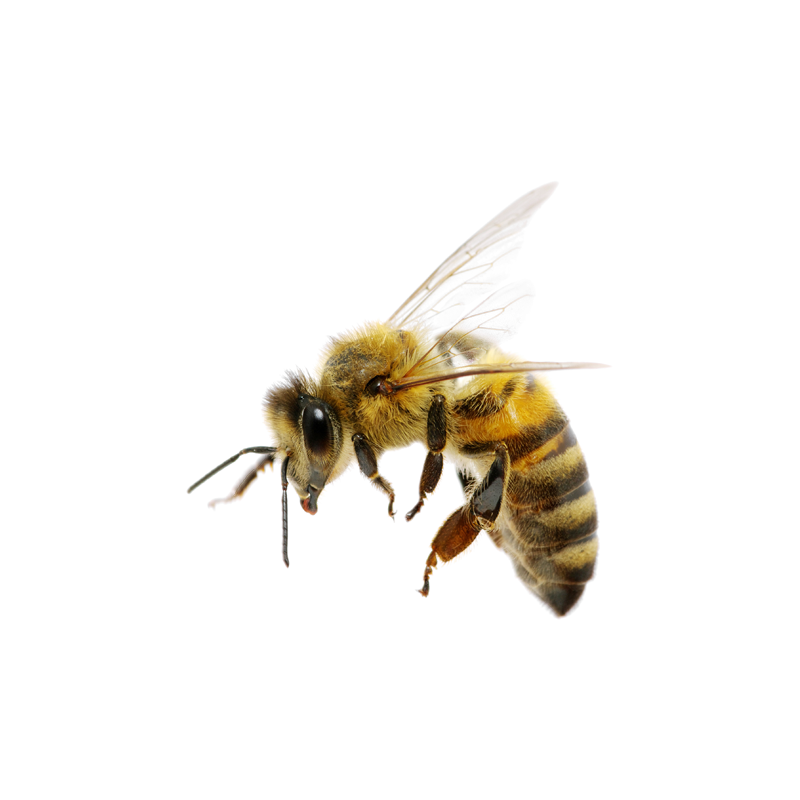 Honey Bee Transparent Clipart
