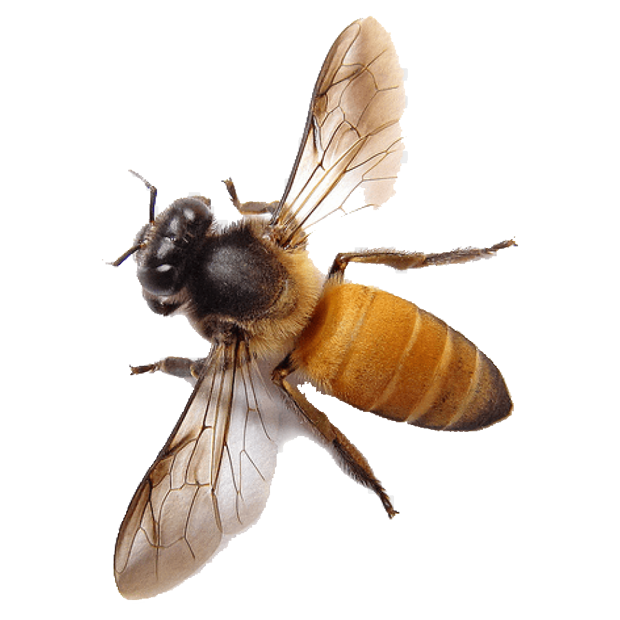 Honey Bee Transparent Gallery