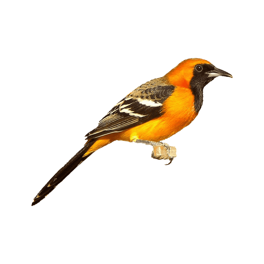 Hooded Oriole Transparent Picture