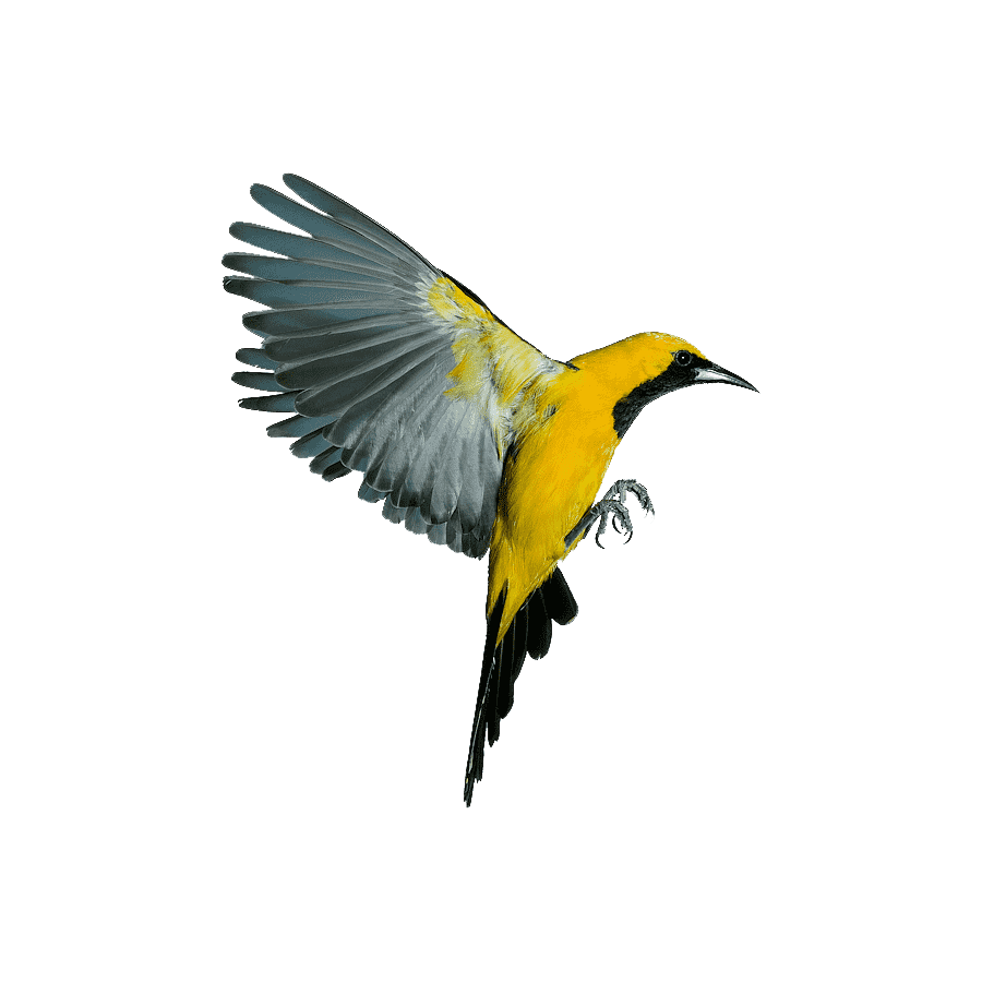 Hooded Oriole Transparent Clipart