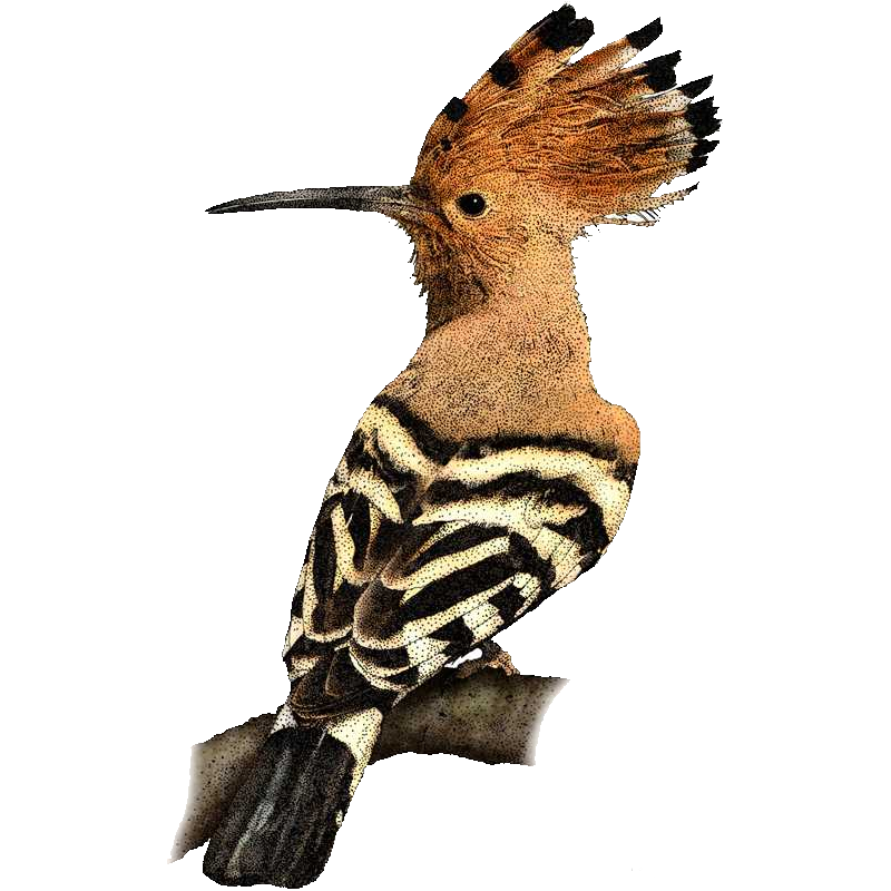 Hoopoe Transparent Picture