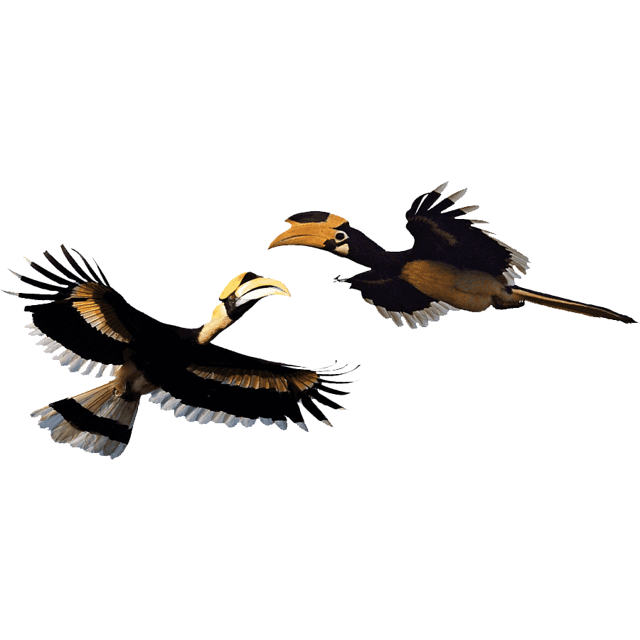 Hornbill Transparent Photo