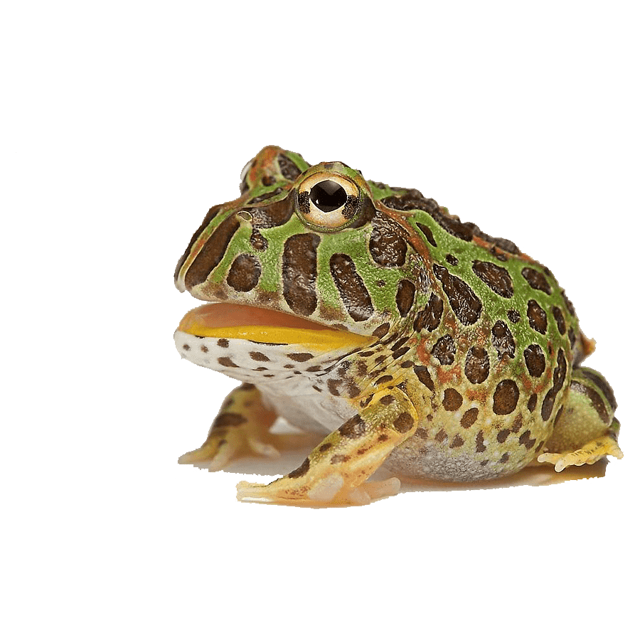 Horned Frog Transparent Image
