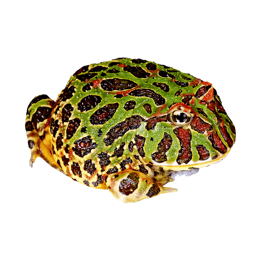 Horned Frog Transparent Picture