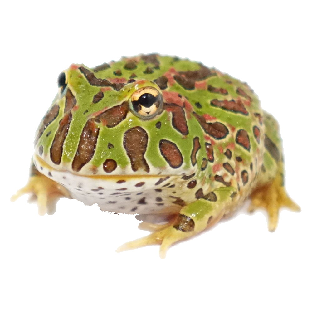 Horned Frog Transparent Clipart