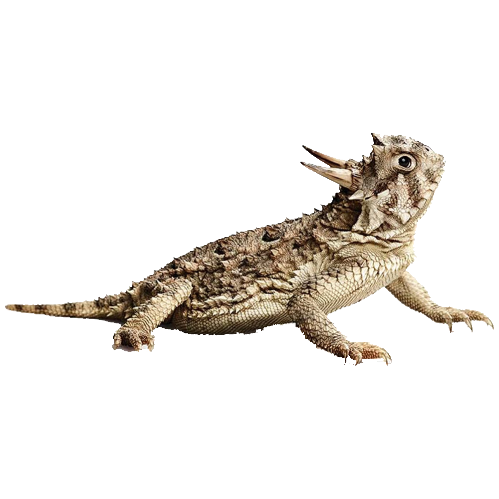 Horned Lizard Transparent Image