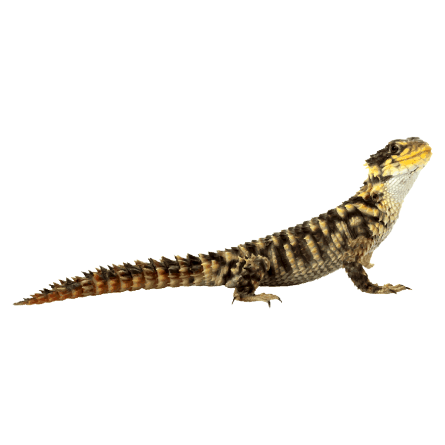Horned Lizard Transparent Photo
