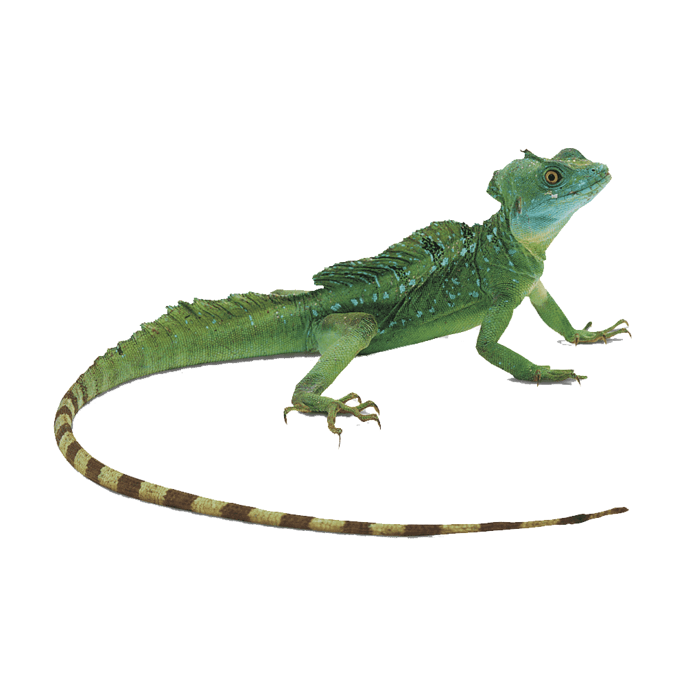 Horned Lizard Transparent Clipart