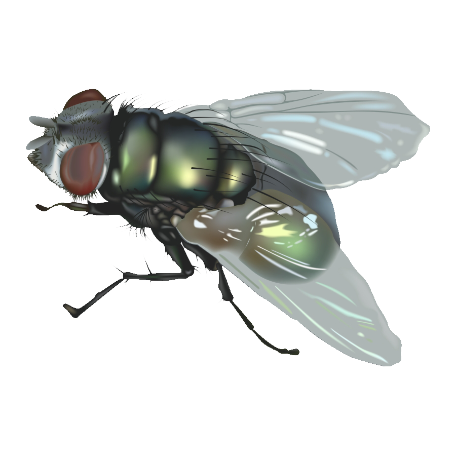 Horsefly Transparent Image