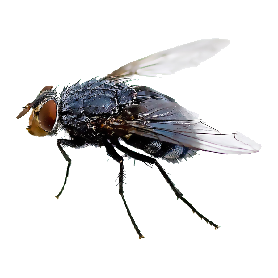 Horsefly Transparent Picture