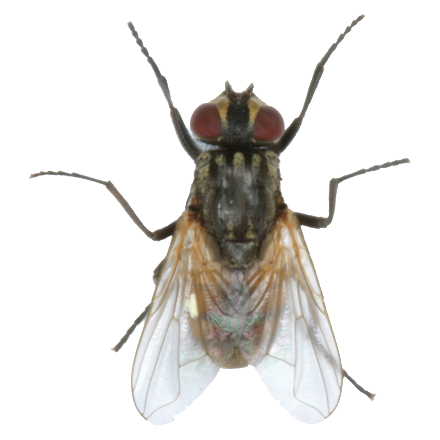 Horsefly Transparent Clipart
