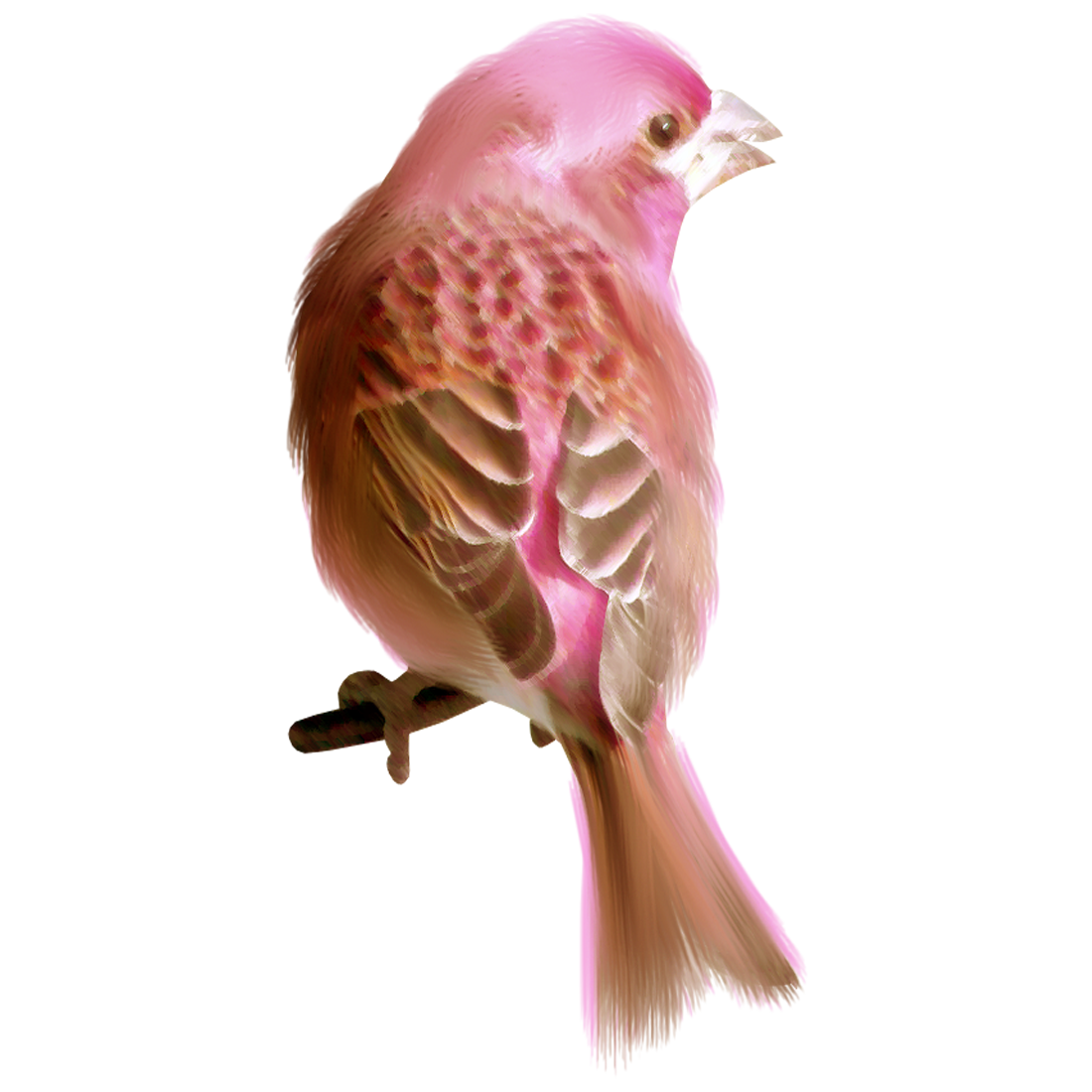 House Finch Transparent Image
